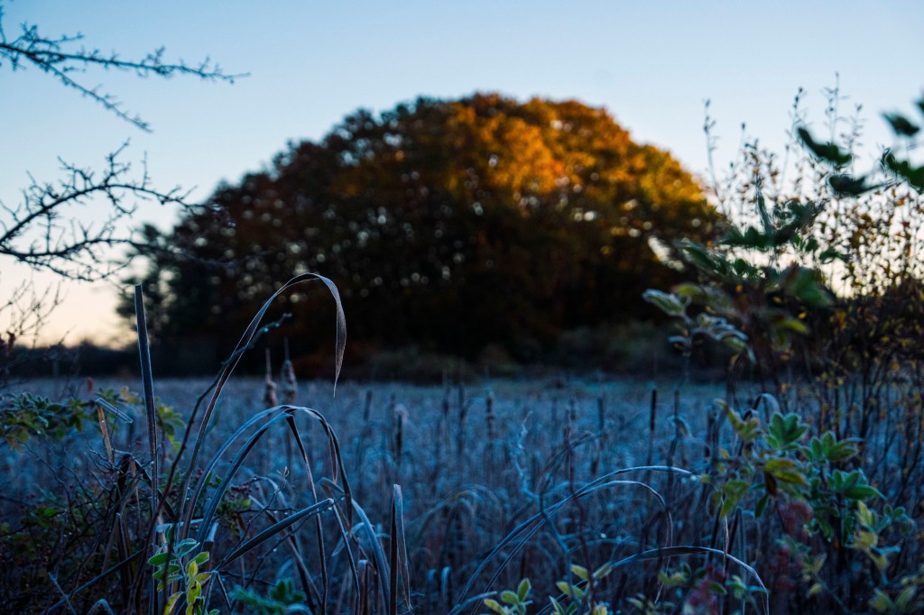 Looking Back at&nbsp;Fall
